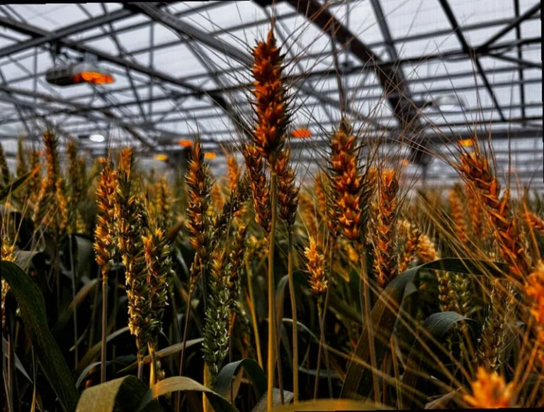 researchers-bet-hybrid-gmo-seeds-13b7