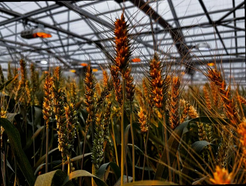 researchers-bet-hybrid-gmo-seeds-13b7