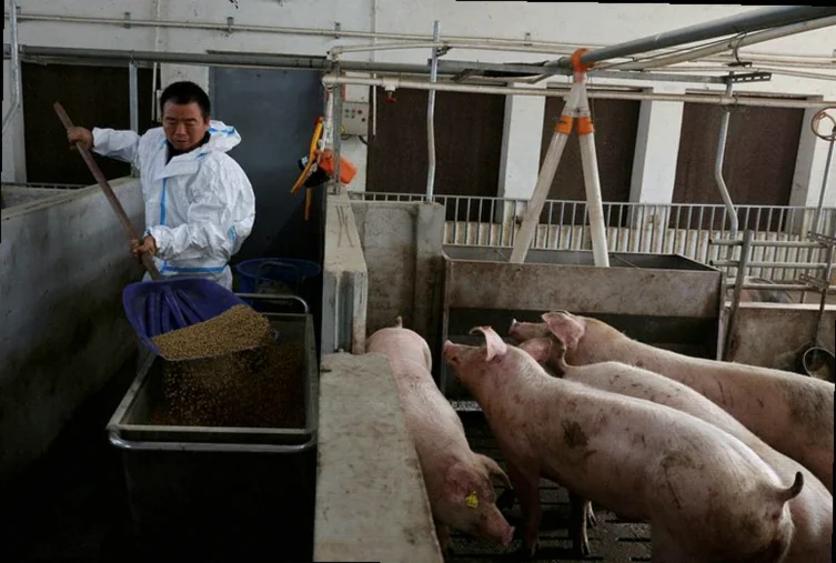 chinese-pigs-fed-menu-beijing-beeb