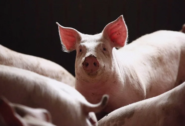 chinese-pork-stocks-rise-govt-f517