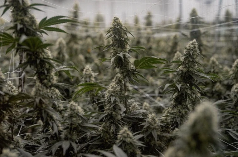 explainer-marijuana-reclassification-could-help-6ed1