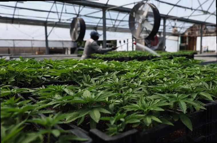 pot-firms-rally-after-reclassifies-7877