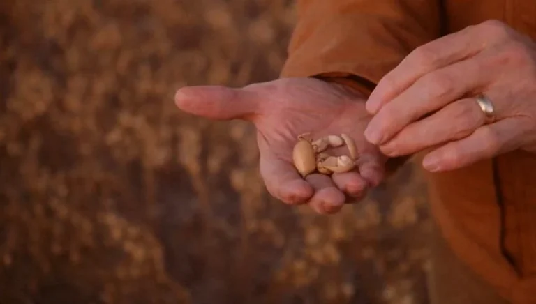 protein-maxxing-glp-have-farmers-6d4a