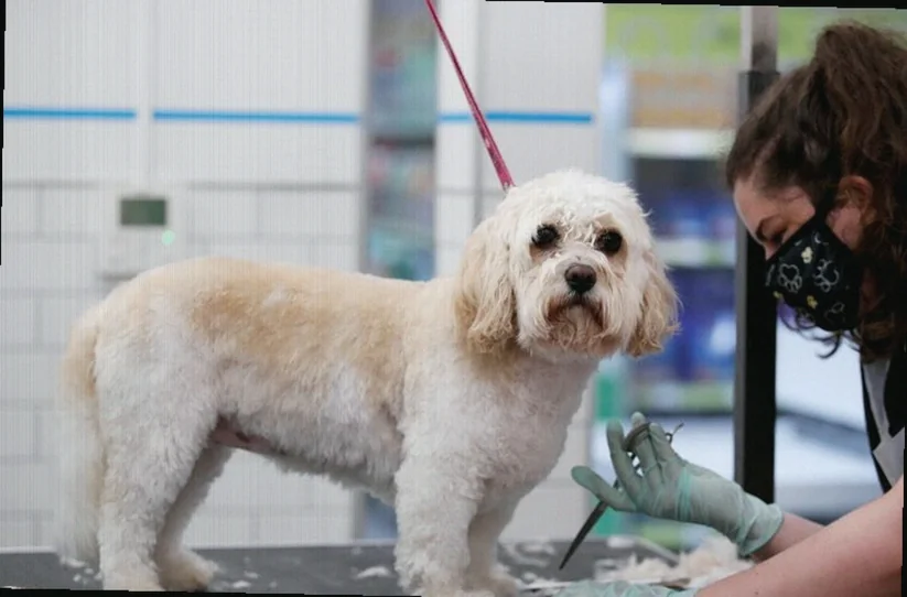 jpmorgan-upgrades-freshpet-overweight-sees-6829